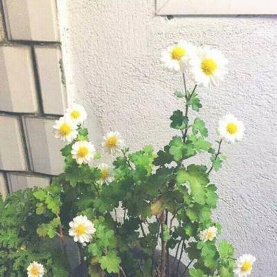 十里重生下载